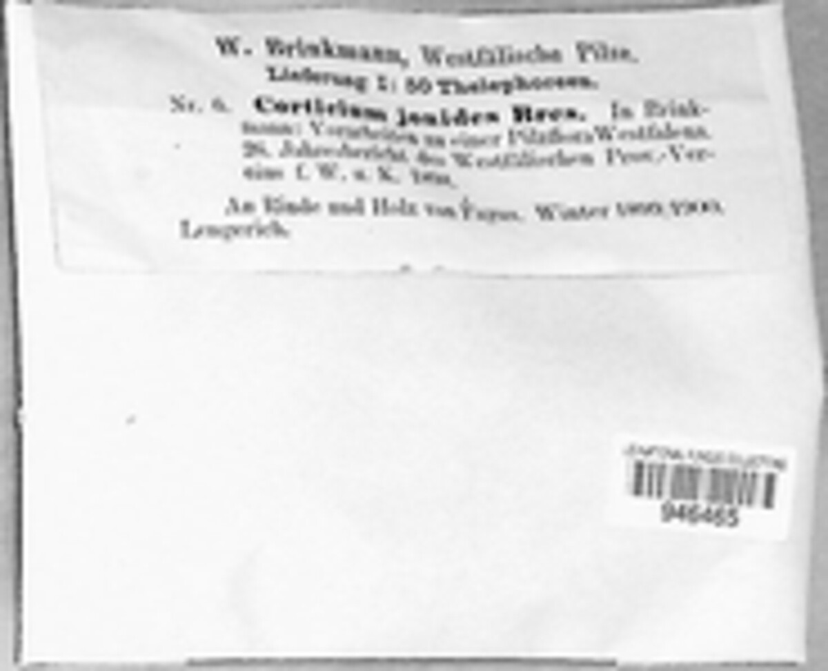 Dendrocorticium jonides image